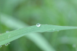 The original blade of grass