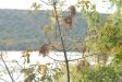 Landscape1_007