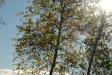 Landscape1_020