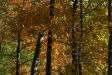Landscape1_022
