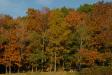 Landscape1_038