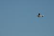 Rebels_20060910_3_036