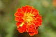 flower-a