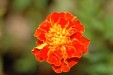 flower-c