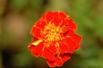 flower-d