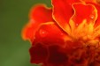flower-e