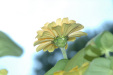 flower-h