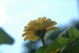 flower-i