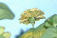 flower-j
