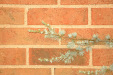 library_wall