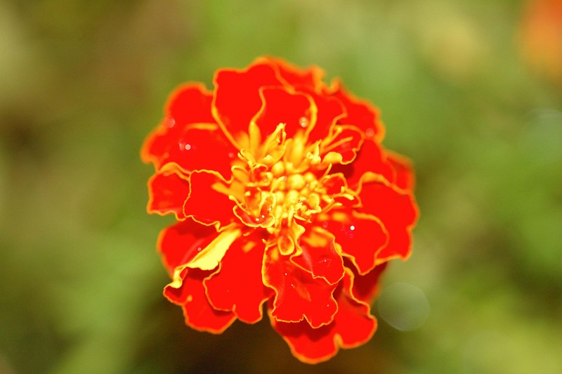 flower-b