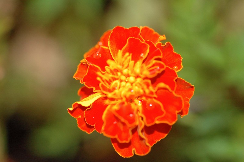 flower-c