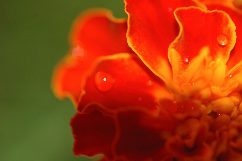 flower-e