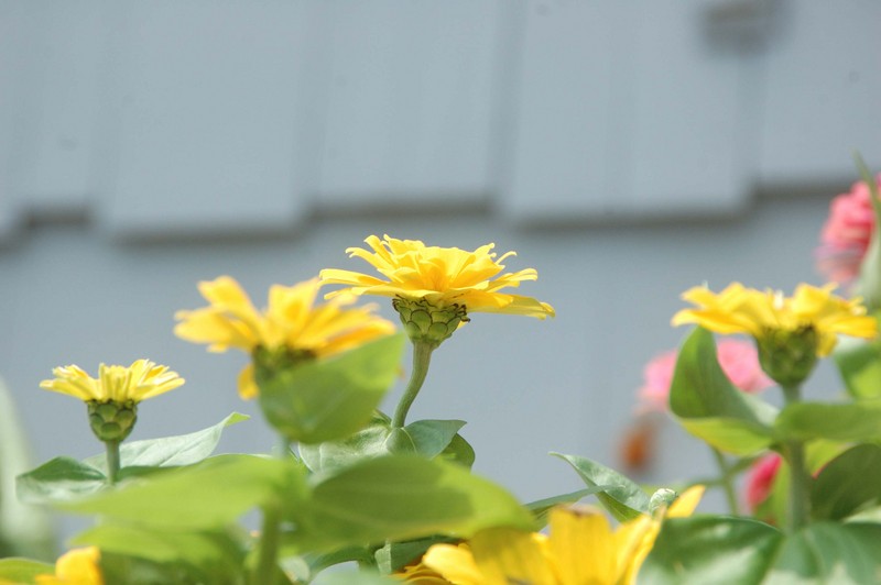 flower-f