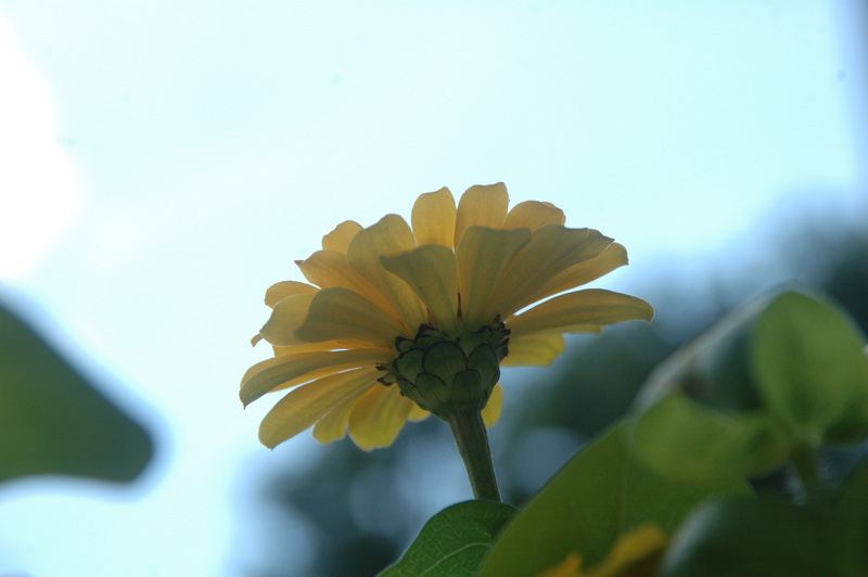 flower-i