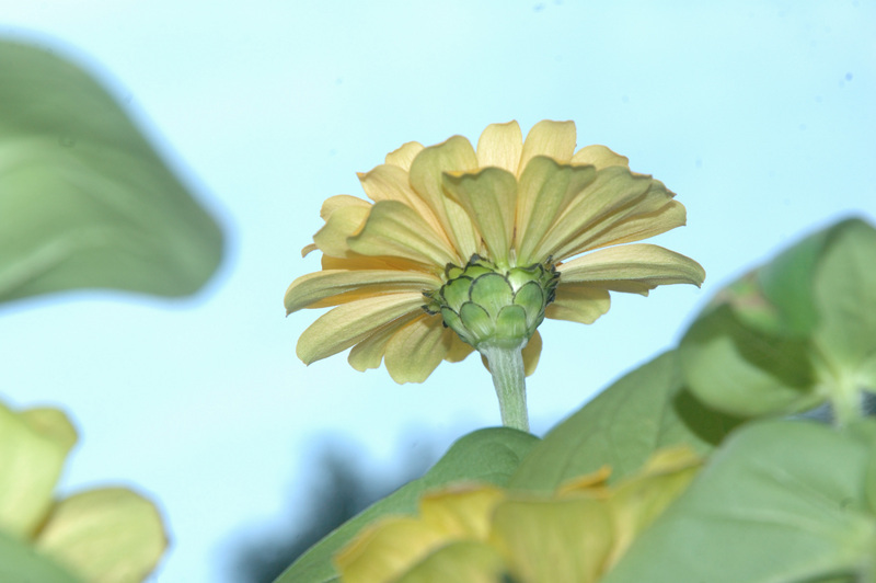 flower-j