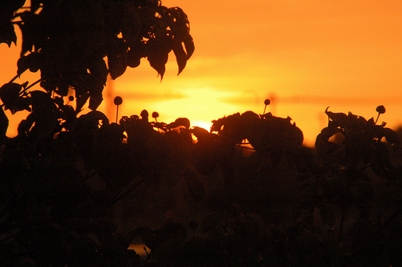 sunset_from_library