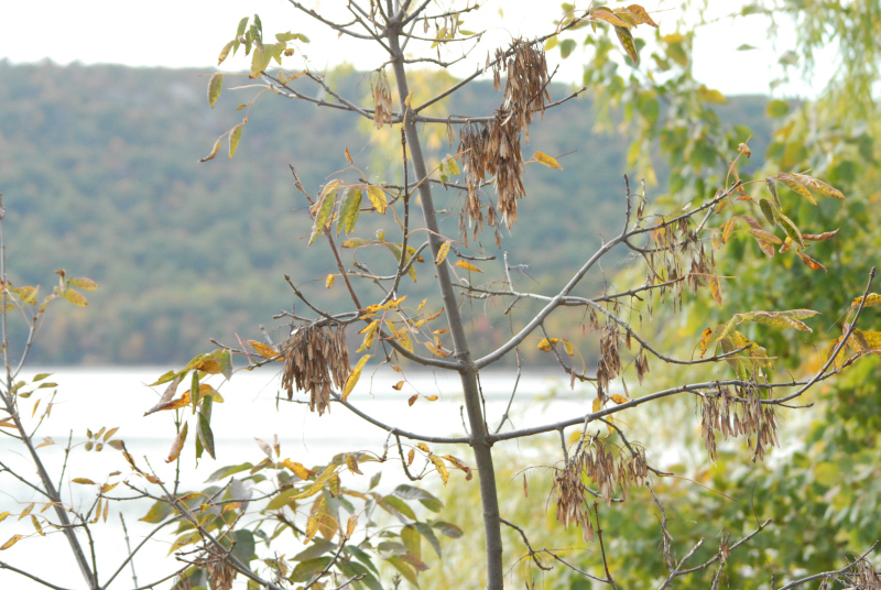 Landscape1_007