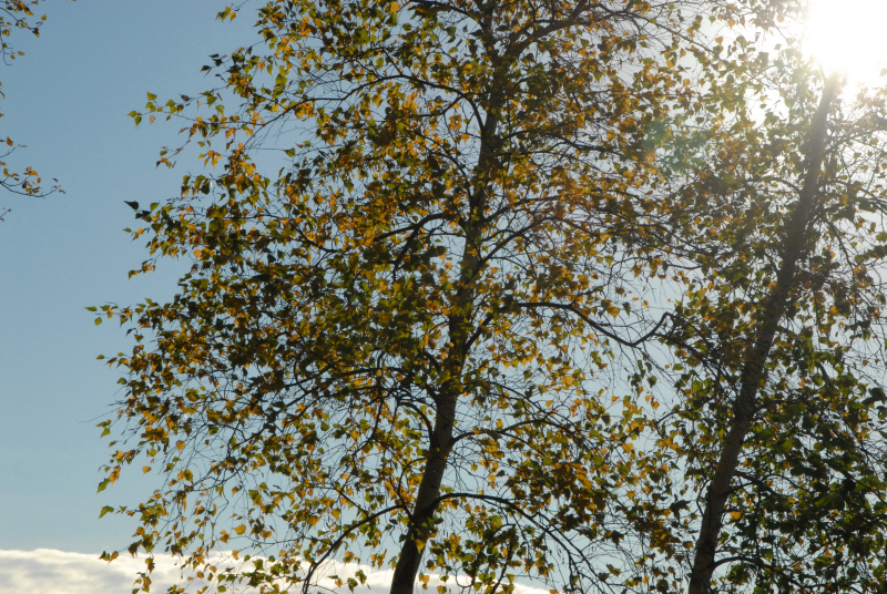 Landscape1_020