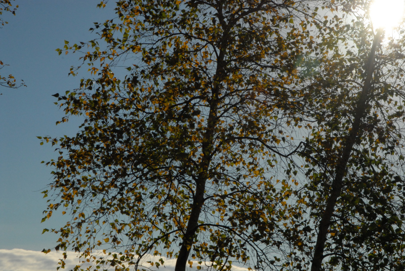 Landscape1_021