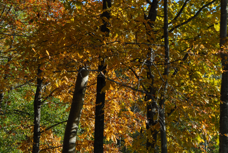 Landscape1_022