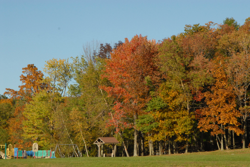 Landscape1_031