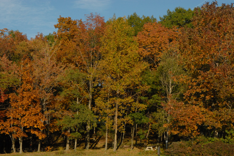Landscape1_038