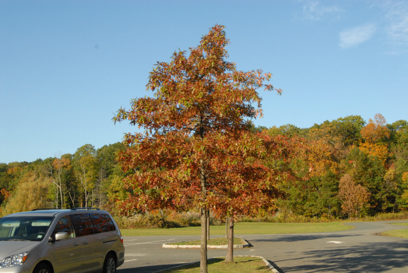 Landscape1_039