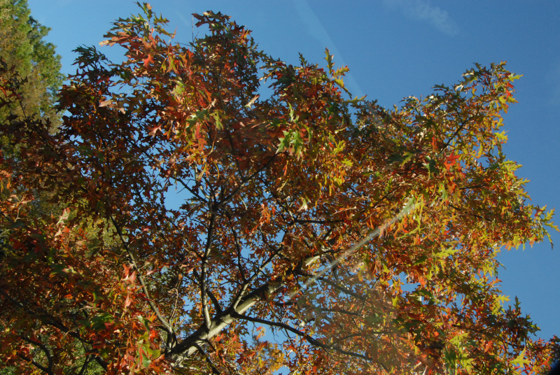 Landscape1_042