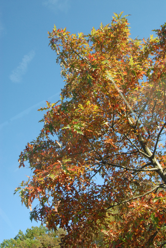 Landscape1_043
