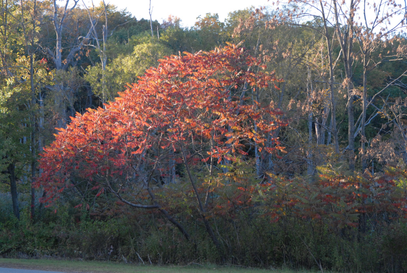 Landscape1_053