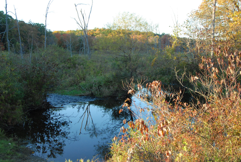 Landscape1_061