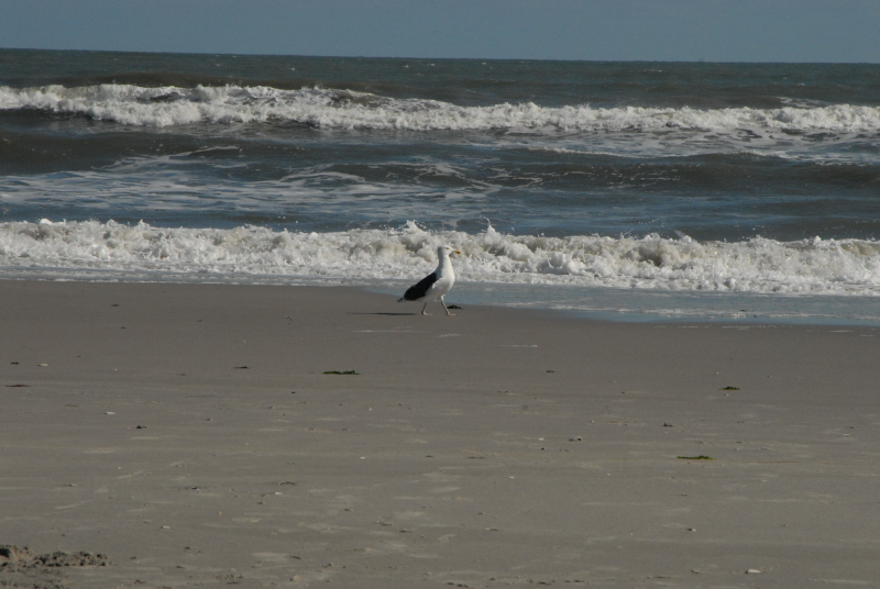 Landscape2_013