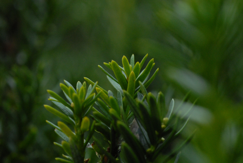Landscape2_119
