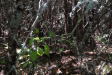 White_Mountain_2007-0231