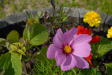 White_Mountain_2007-0298