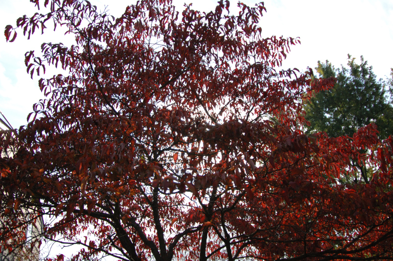 2005-11-05_11-17-16