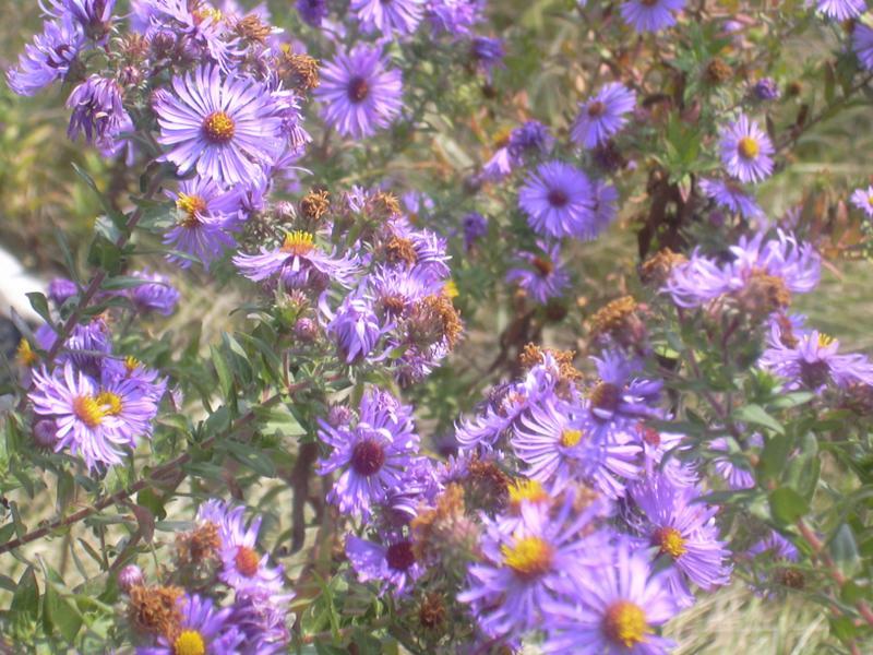 DSCN0033a